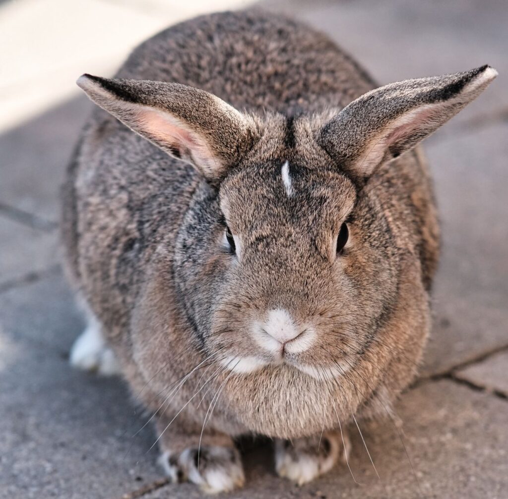 rabbit bile acids liver function testing explained