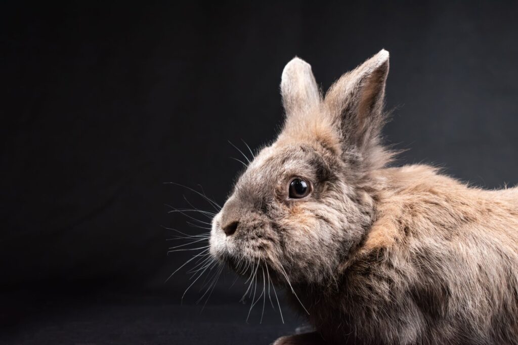 rabbit hematology interpreting reticulocyte counts for anemia diagnosi