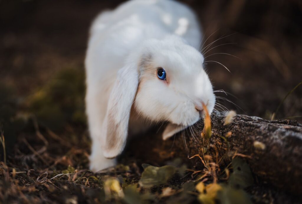 rabbit hyperthyroidism t4 levels explained