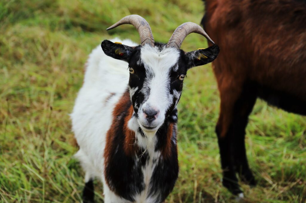rising acute phase proteins in goats cae or johnes disease screening