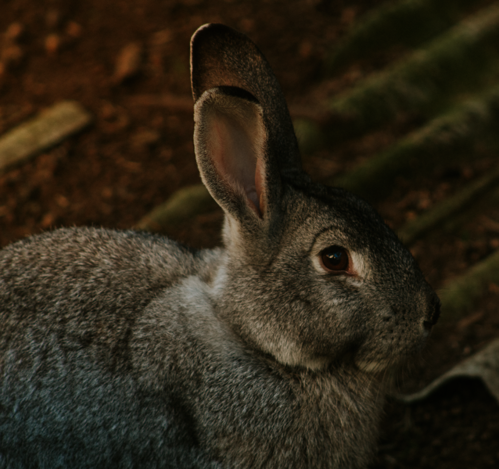 rising alt in obese rabbits early hepatic lipidosis warning