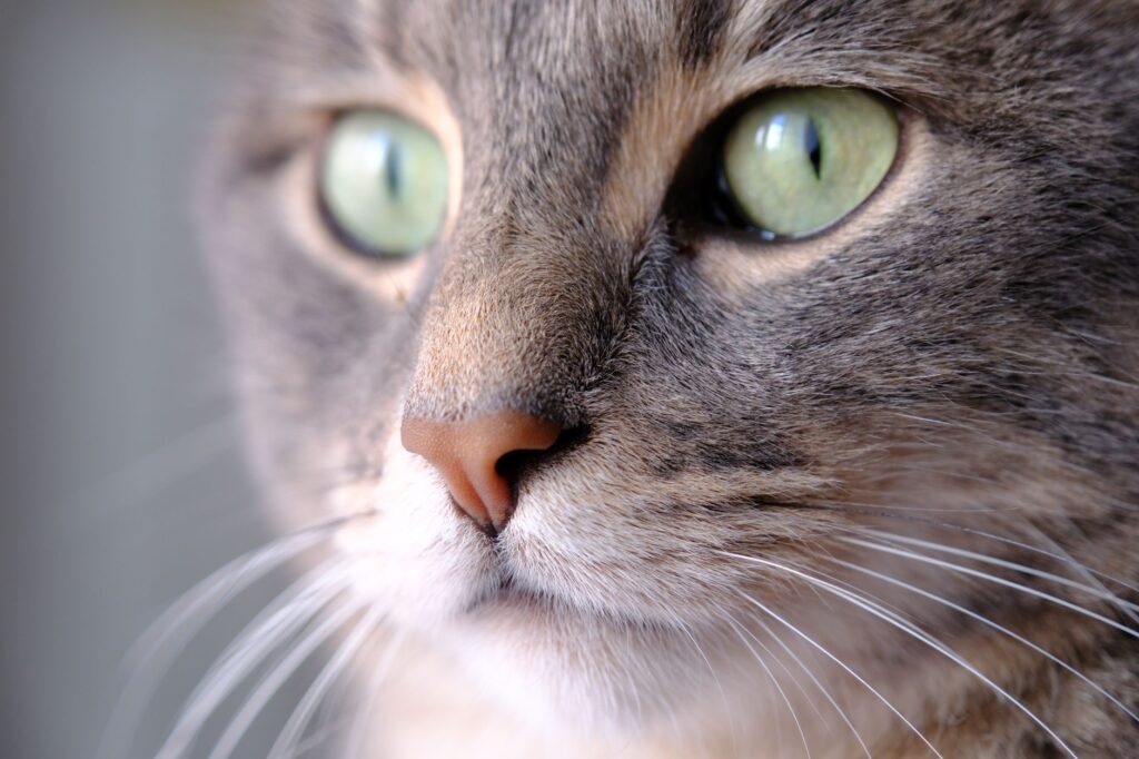 rising bilirubin levels in cats liver or hemolytic issues