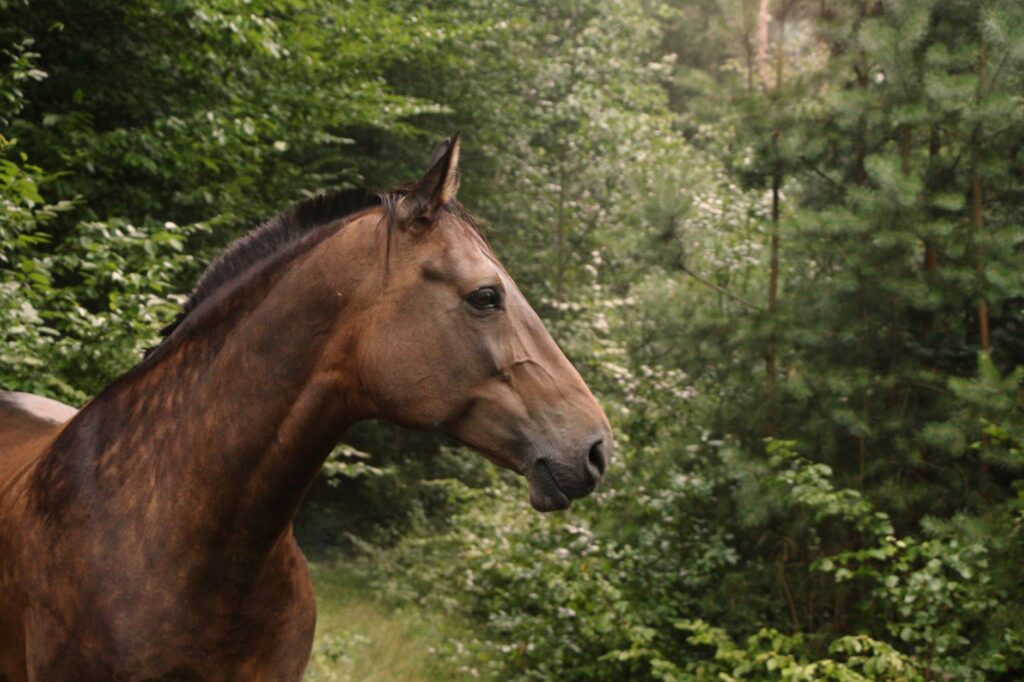 rising globulins in herd equine infectious anemia or strangles