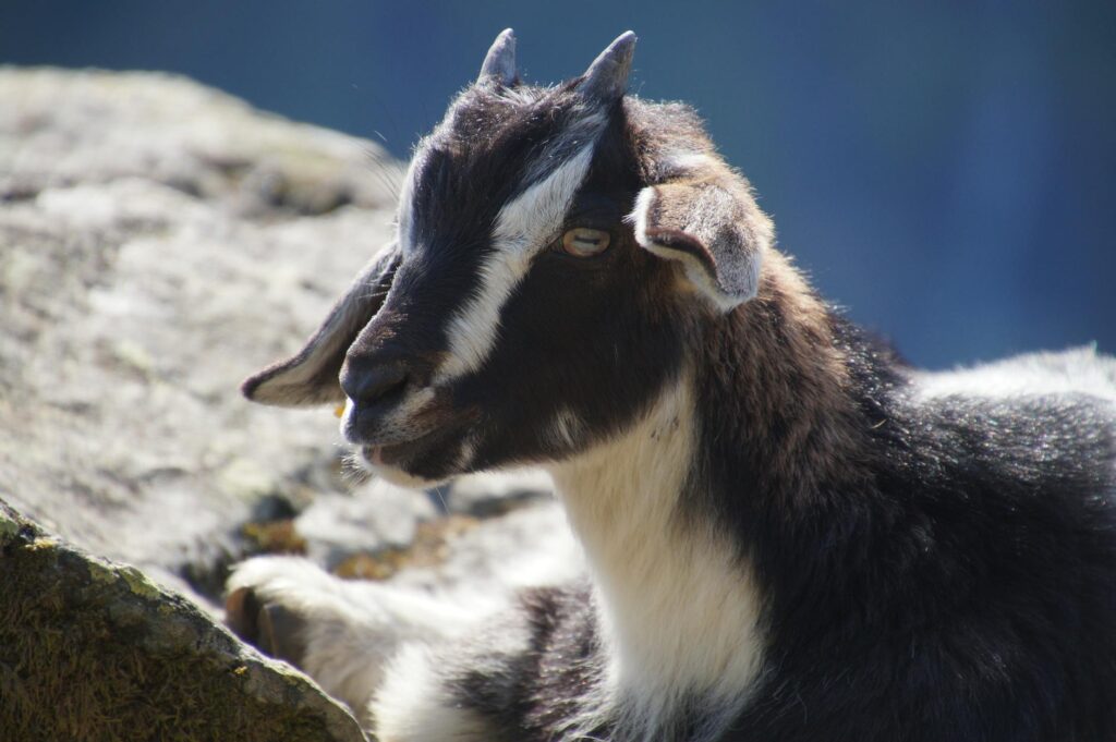 rising sdma in goats early kidney disease detection