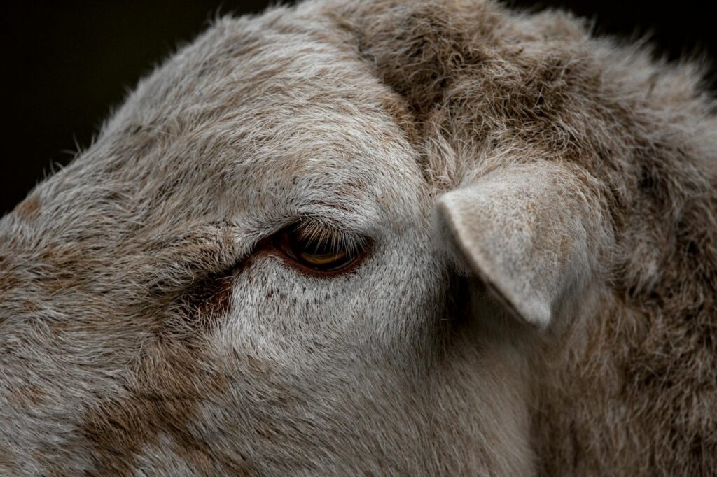 rising sdma in sheep early renal disease