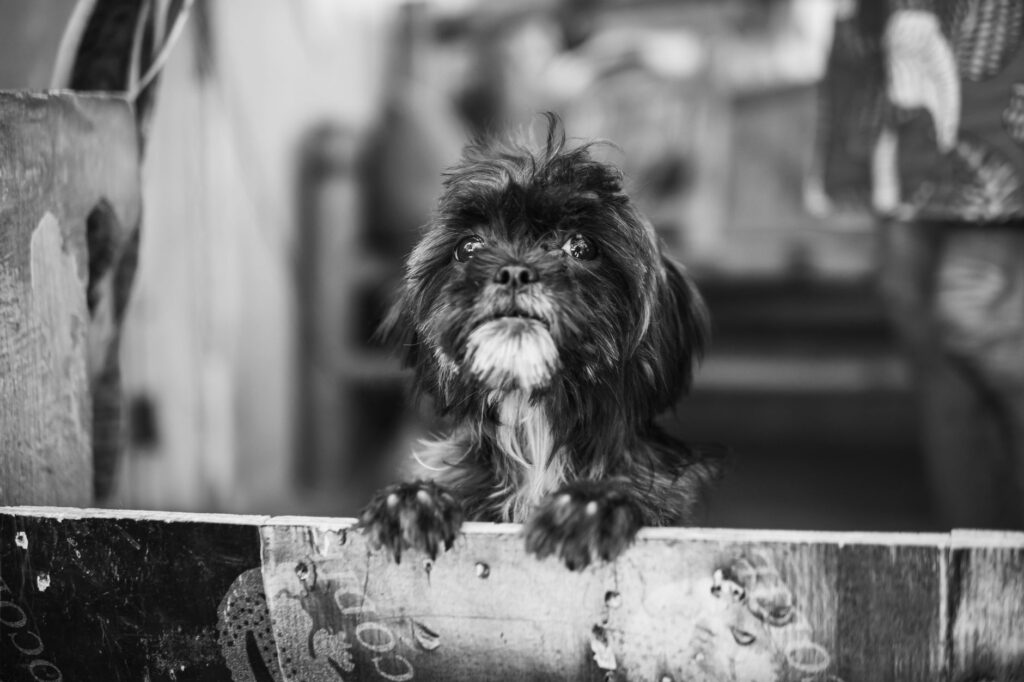 sdma in dogs how to read and interpret the result