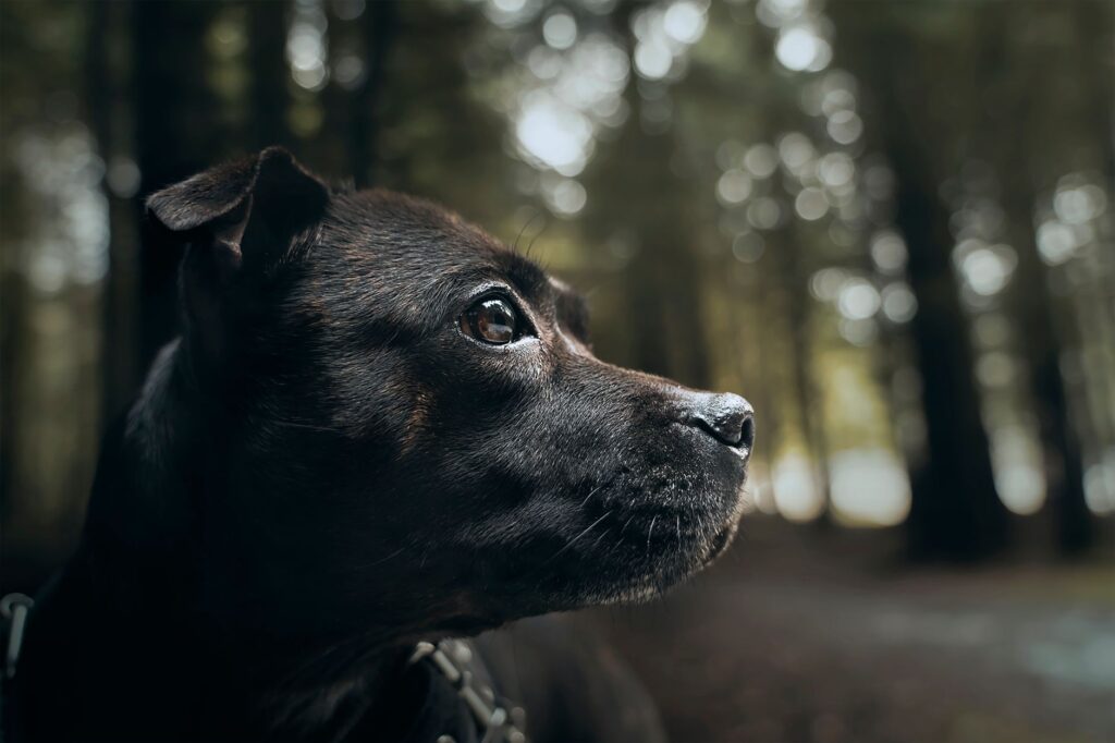 senior dog blood tests common abnormalities decoded