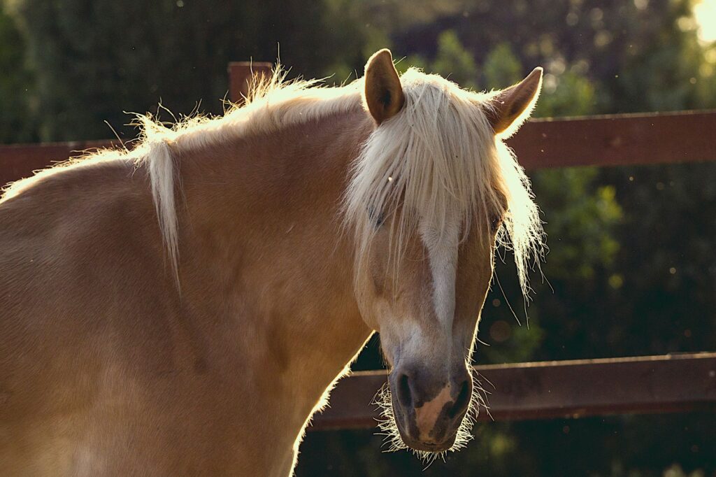 senior horse cbc abnormalities common insights