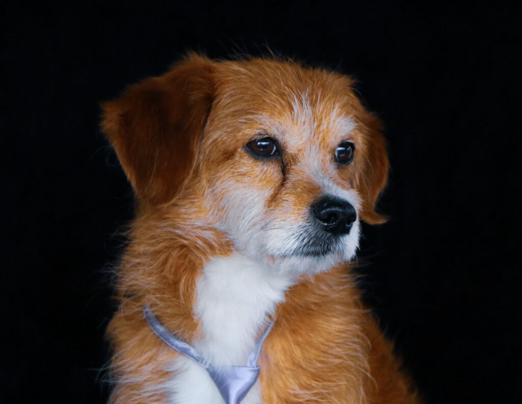 Slightly Elevated ALP in Dogs - Should You Worry?