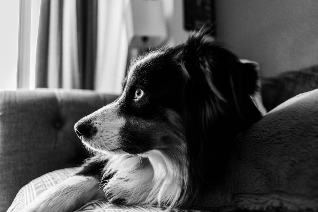 sodium in dogs how to read and interpret the result