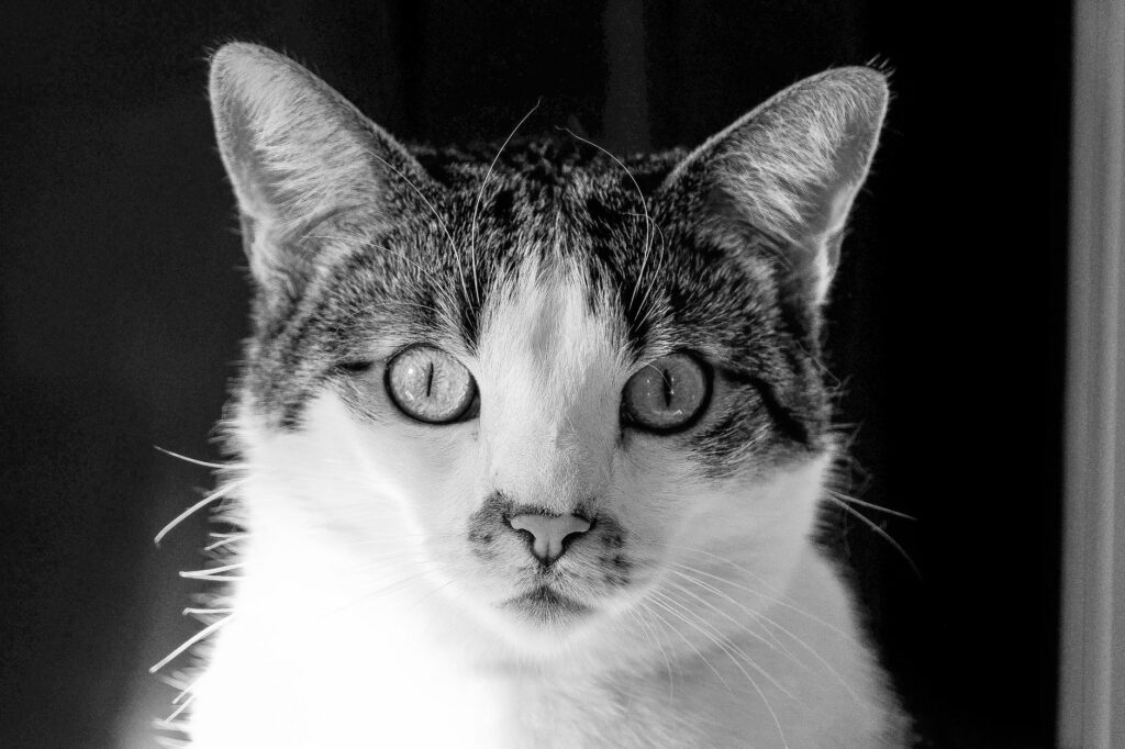 thyroid levels in cats after treatment when is it controlled