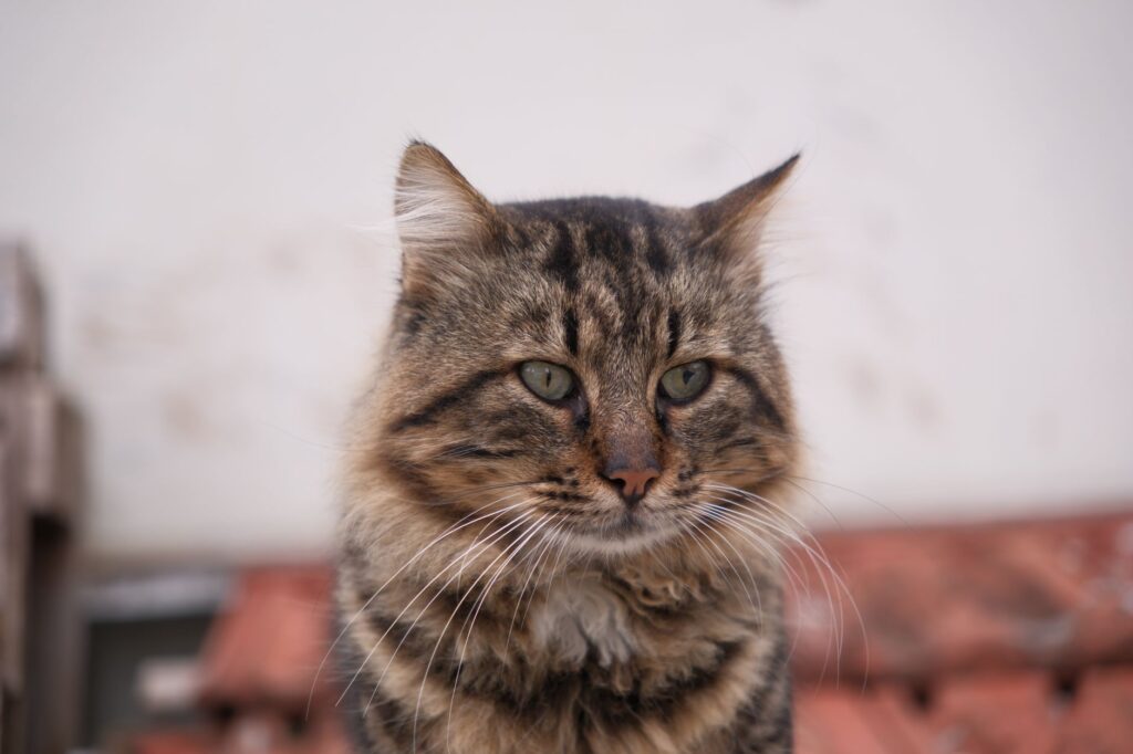 understanding elevated alt levels in cats with chronic kidney disease