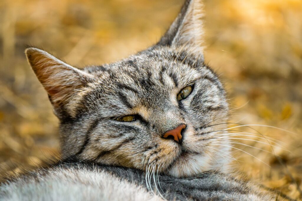 understanding elevated ast and alt in cats with hepatic lipidosis