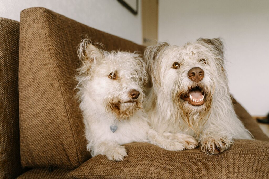 understanding elevated cortisol levels in dogs with cushings disease