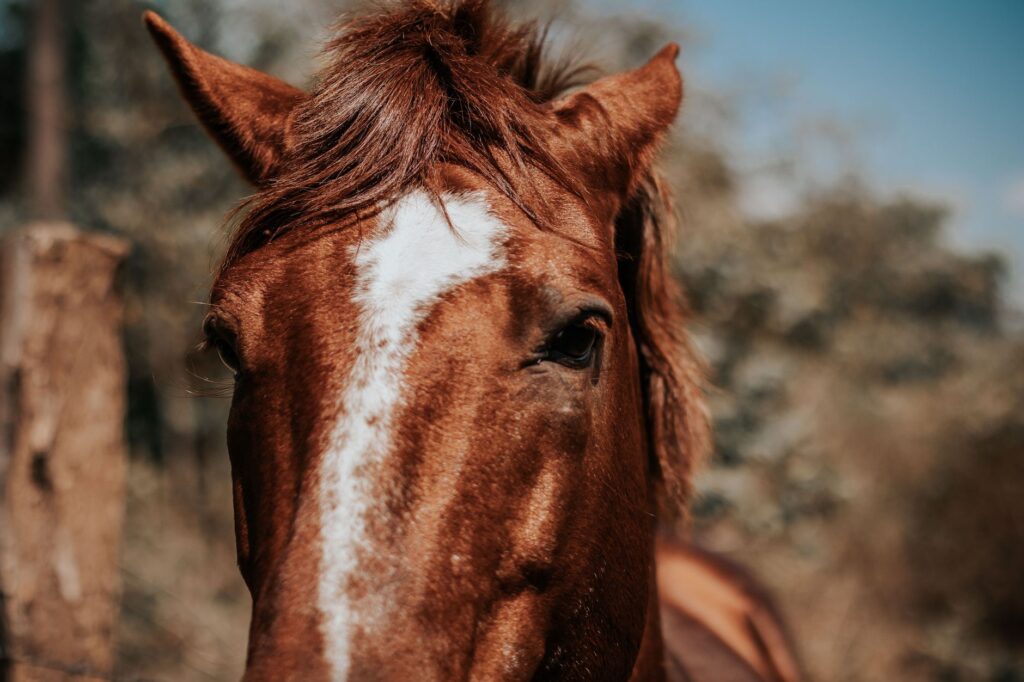 understanding elevated fibrinogen levels in horses with colic