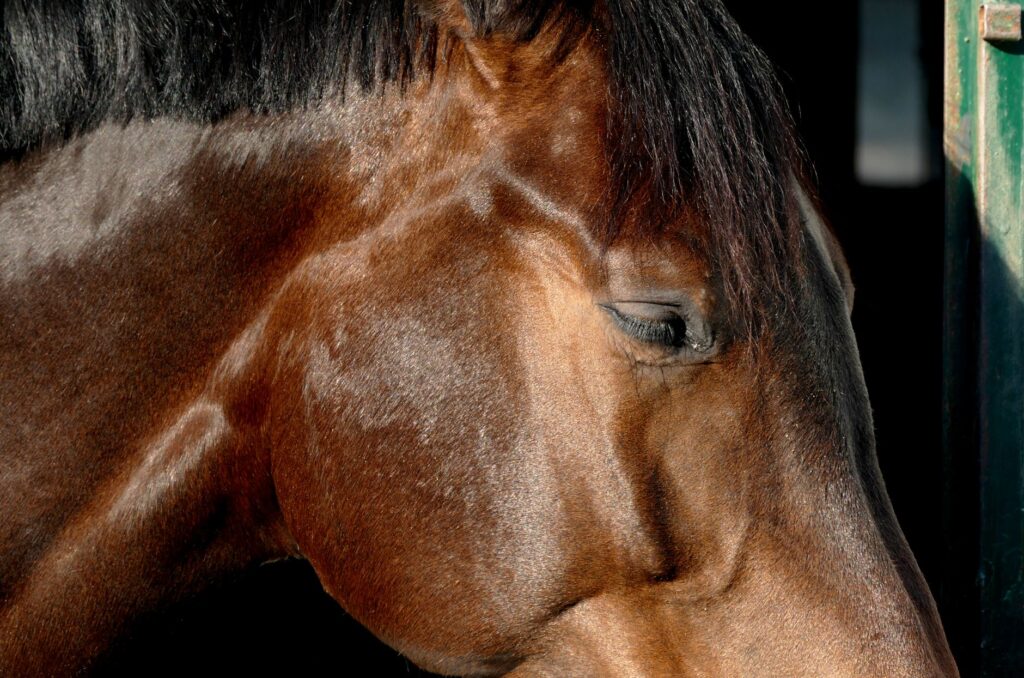 understanding horse blood tests a comprehensive overview
