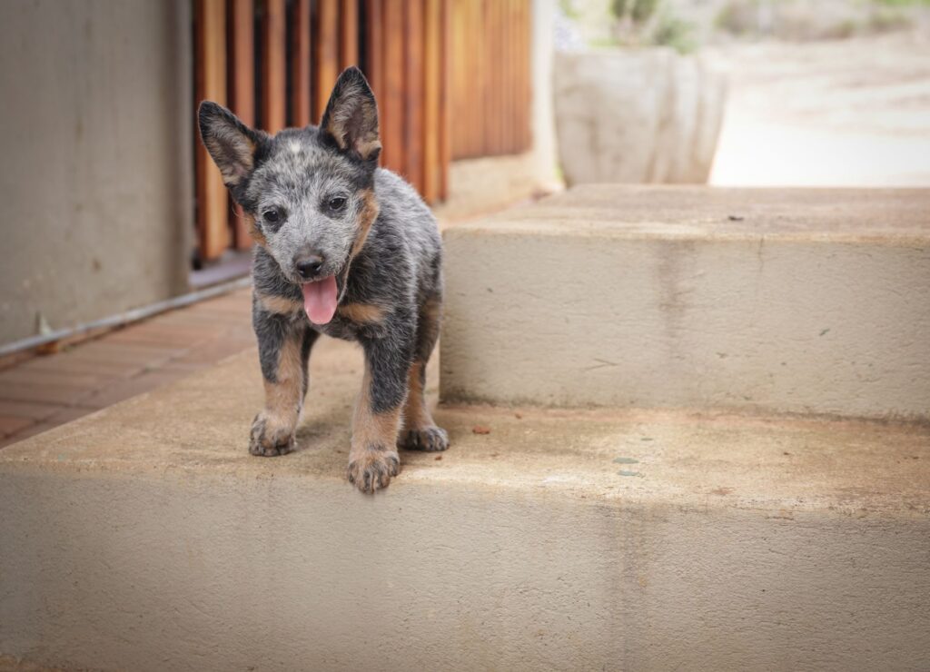 Vomiting in Dogs - Which Blood Tests to Ask For