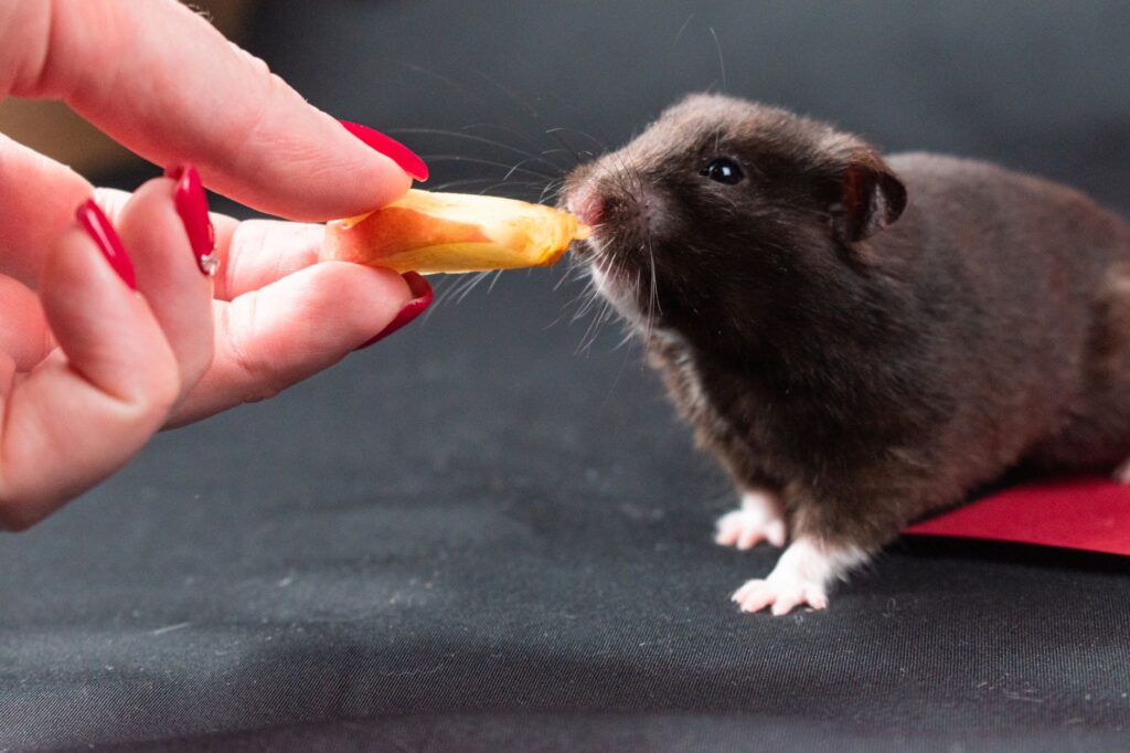what blood tests are essential for senior hamsters