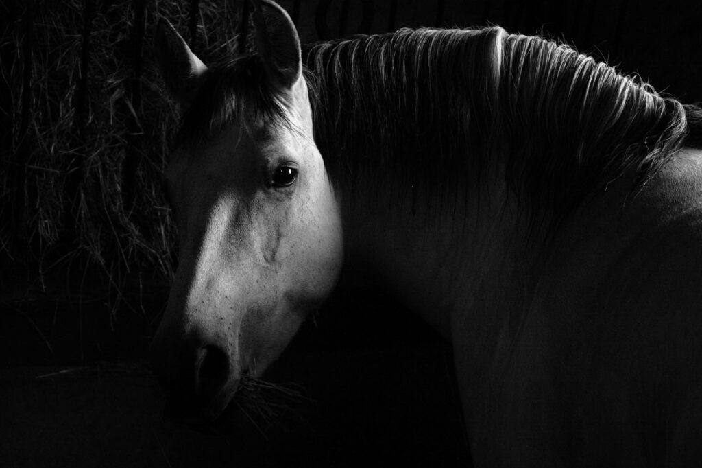 what bloodwork changes signal cancer in horses