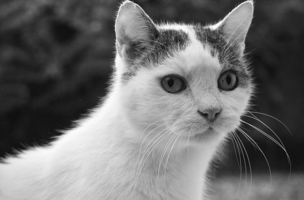 what does high sdma mean in cats