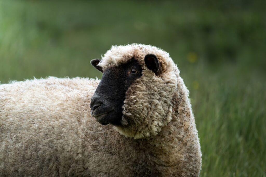 what should you check in senior sheep bloodwork