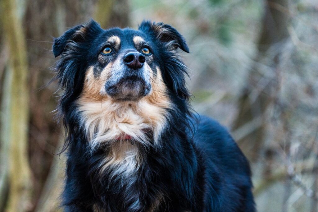 Albumin Blood Test in Dogs - What It Measures