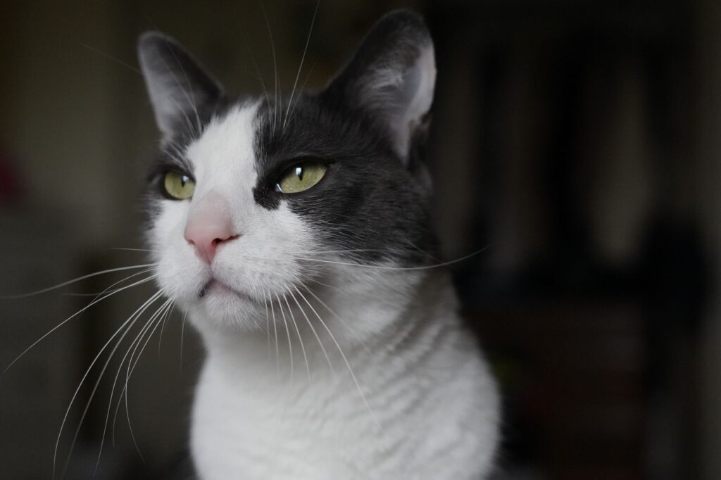 ALP Blood Test in Cats - What It Measures