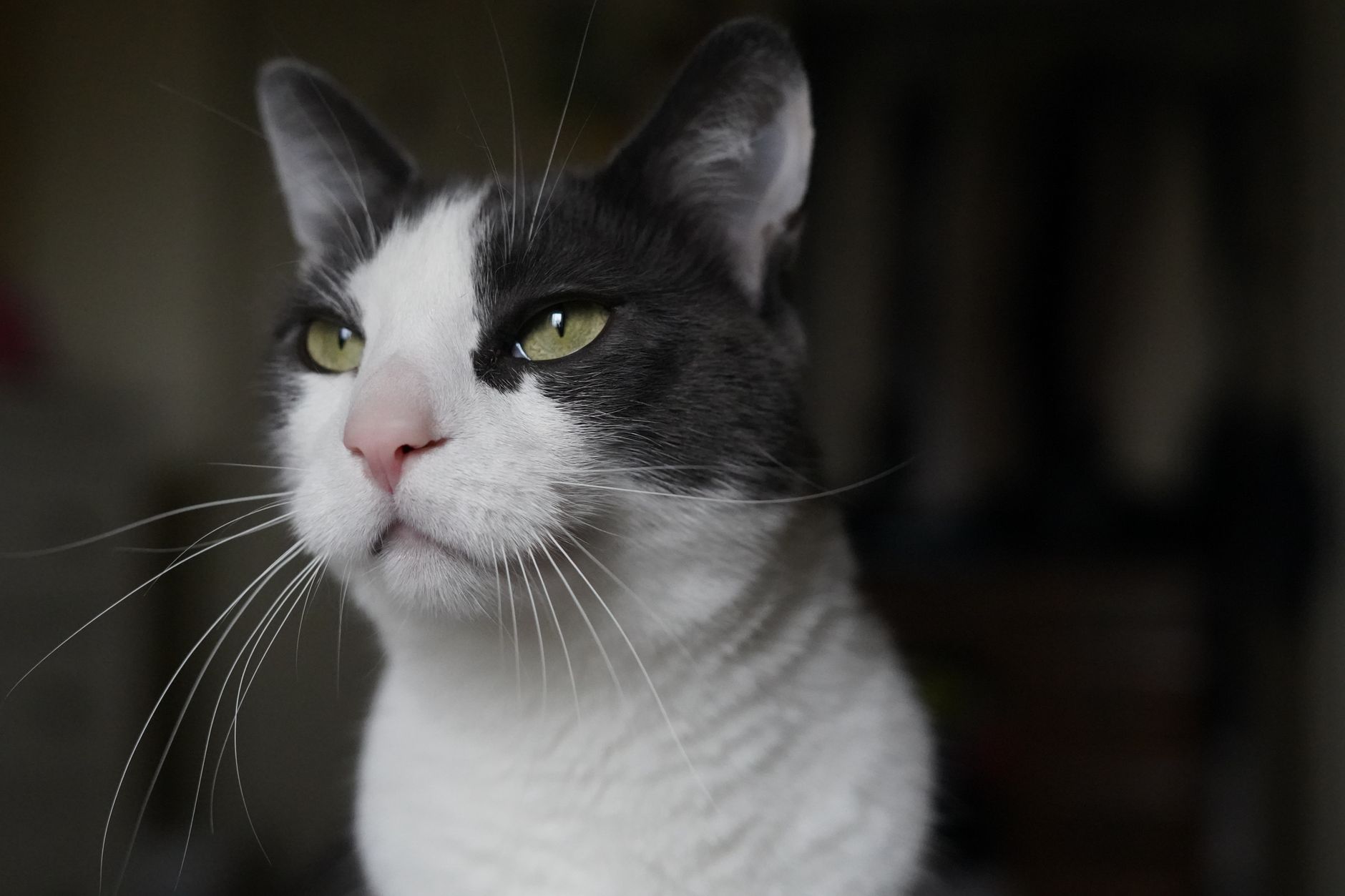 Veterinary care for a cat