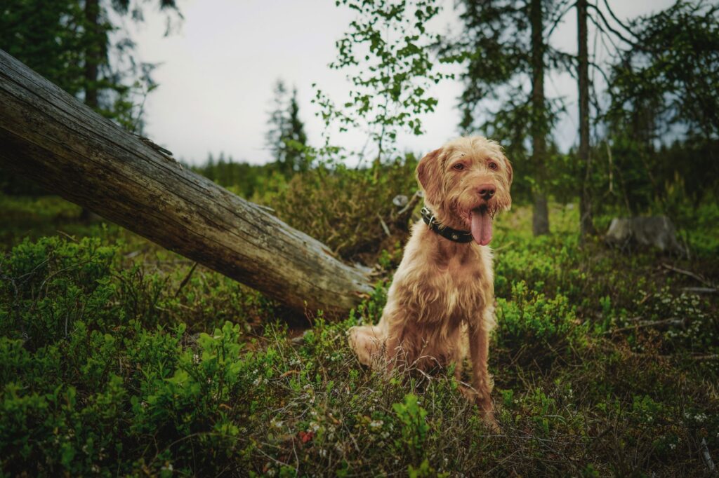ALP Blood Test in Dogs - What It Measures