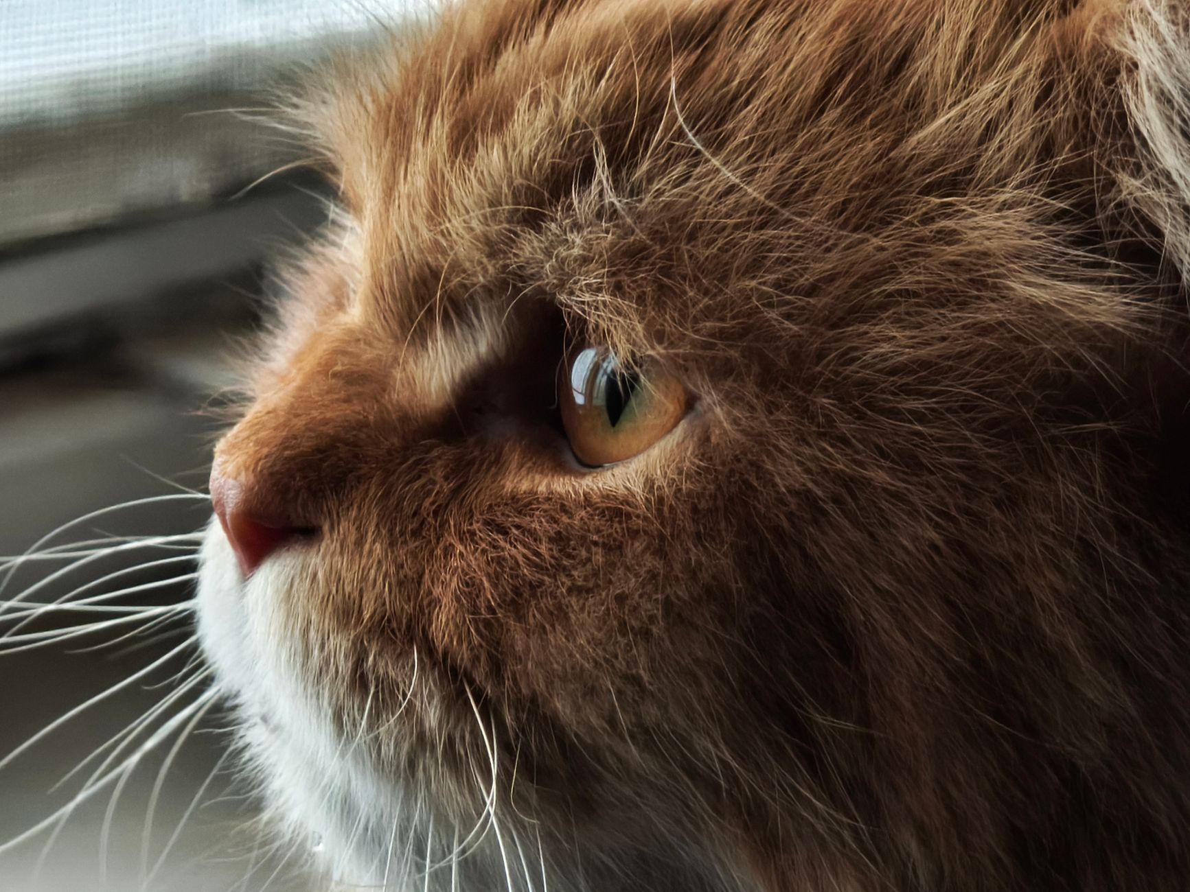 Veterinary care for a cat