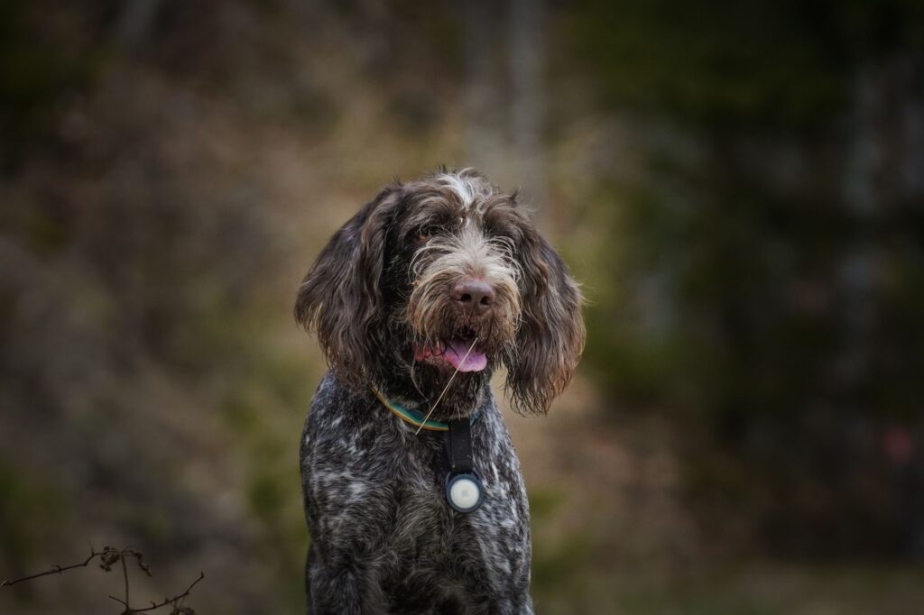 alt blood test in dogs what it measures