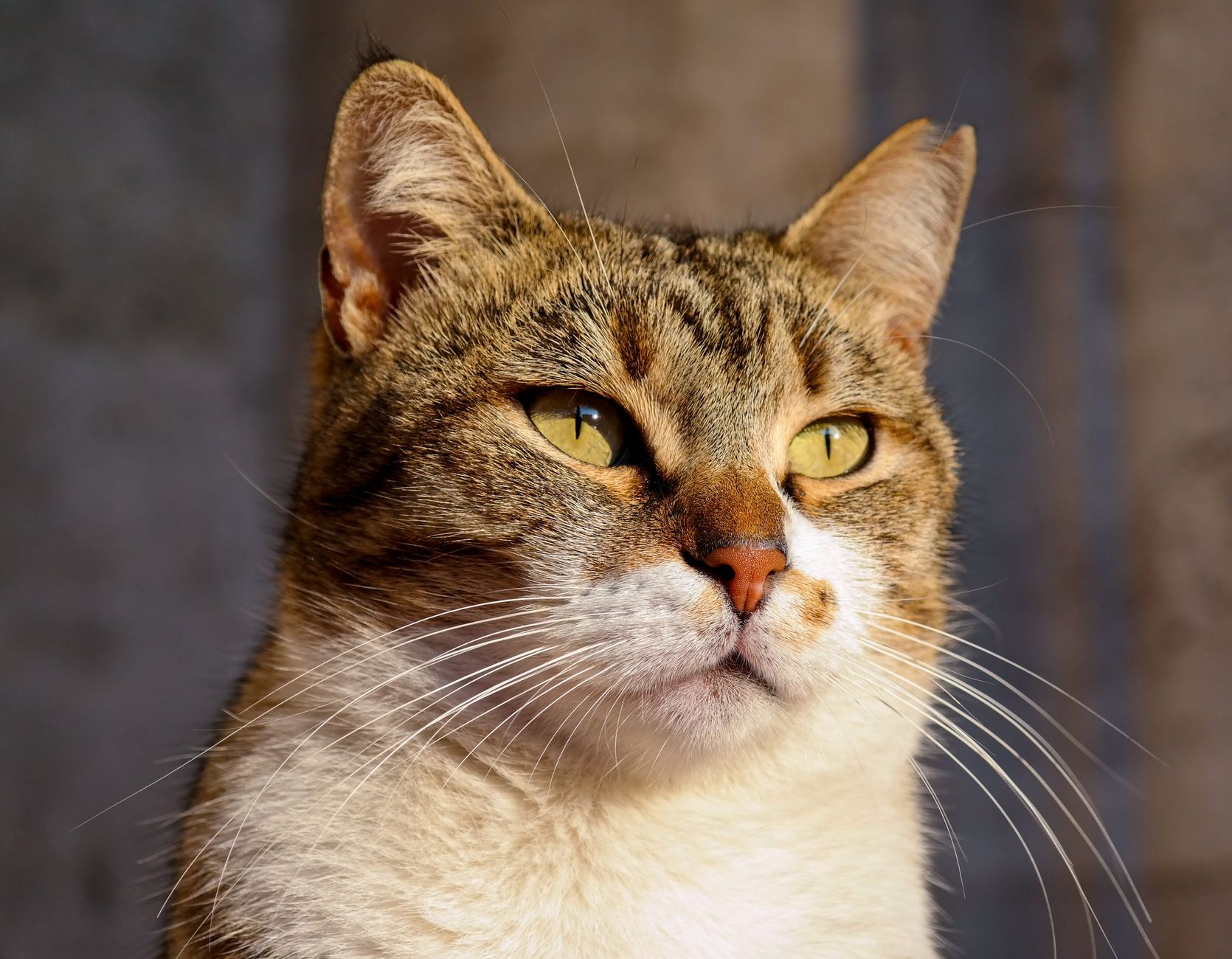 Veterinary care for a cat