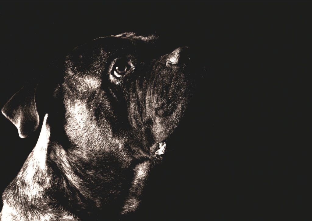 ast blood test in dogs what it measures