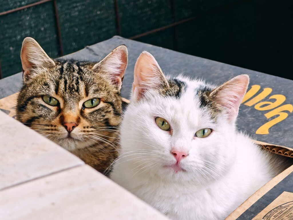 ast levels in kittens normal or not