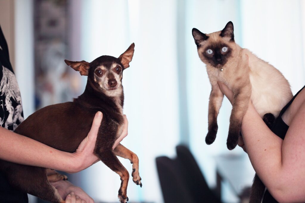 ast levels in puppies normal or not