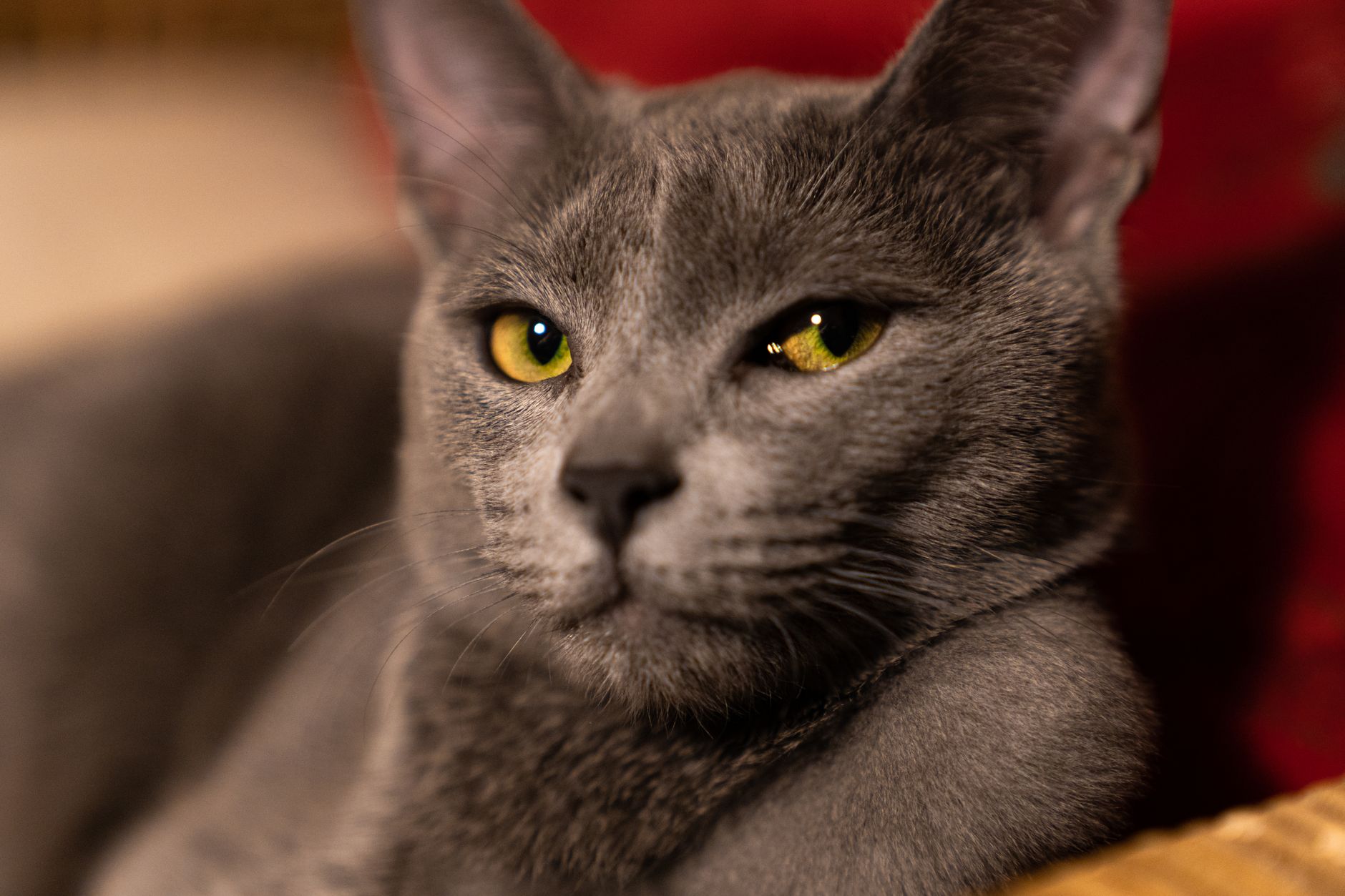 Veterinary care for a cat