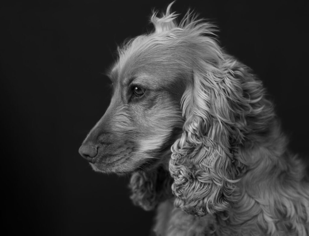 Bilirubin Blood Test in Dogs - What It Measures