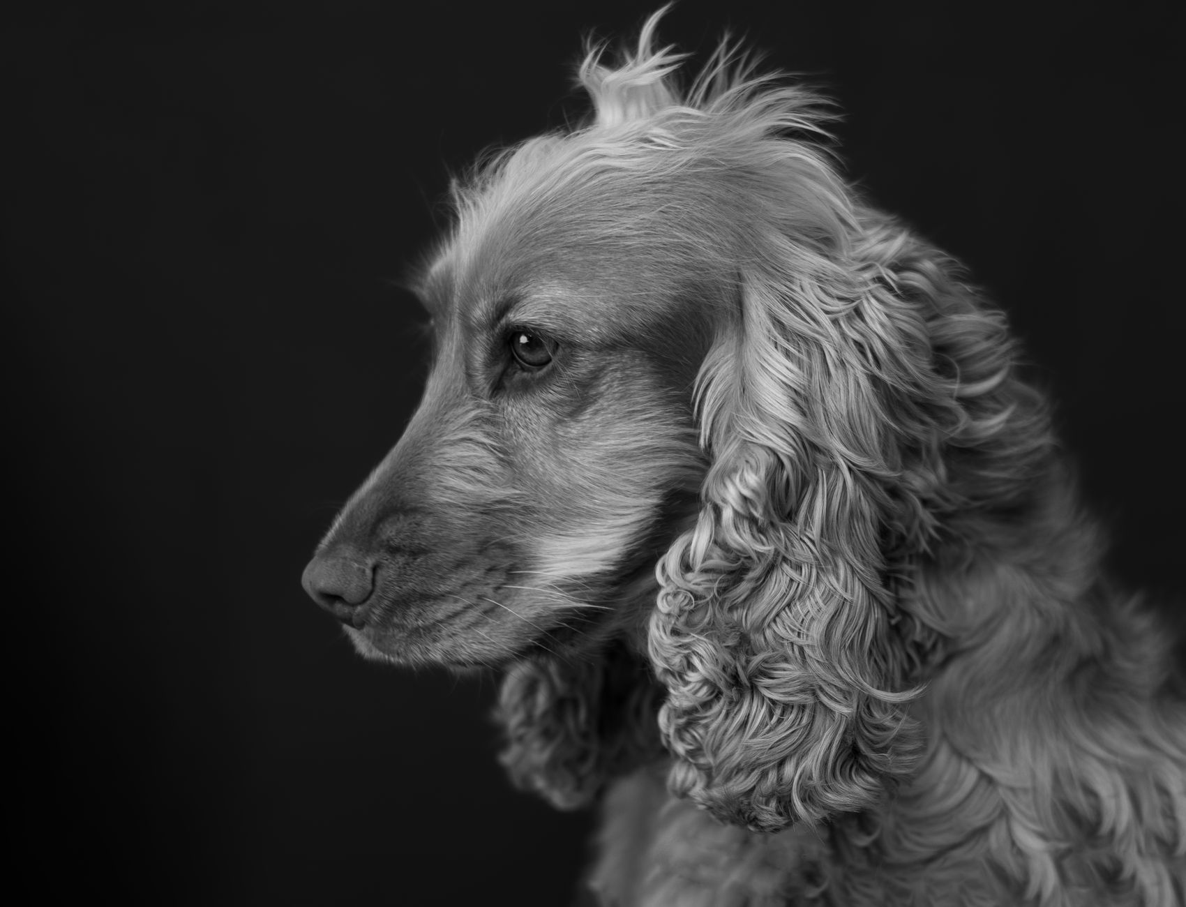 Veterinary care for a dog