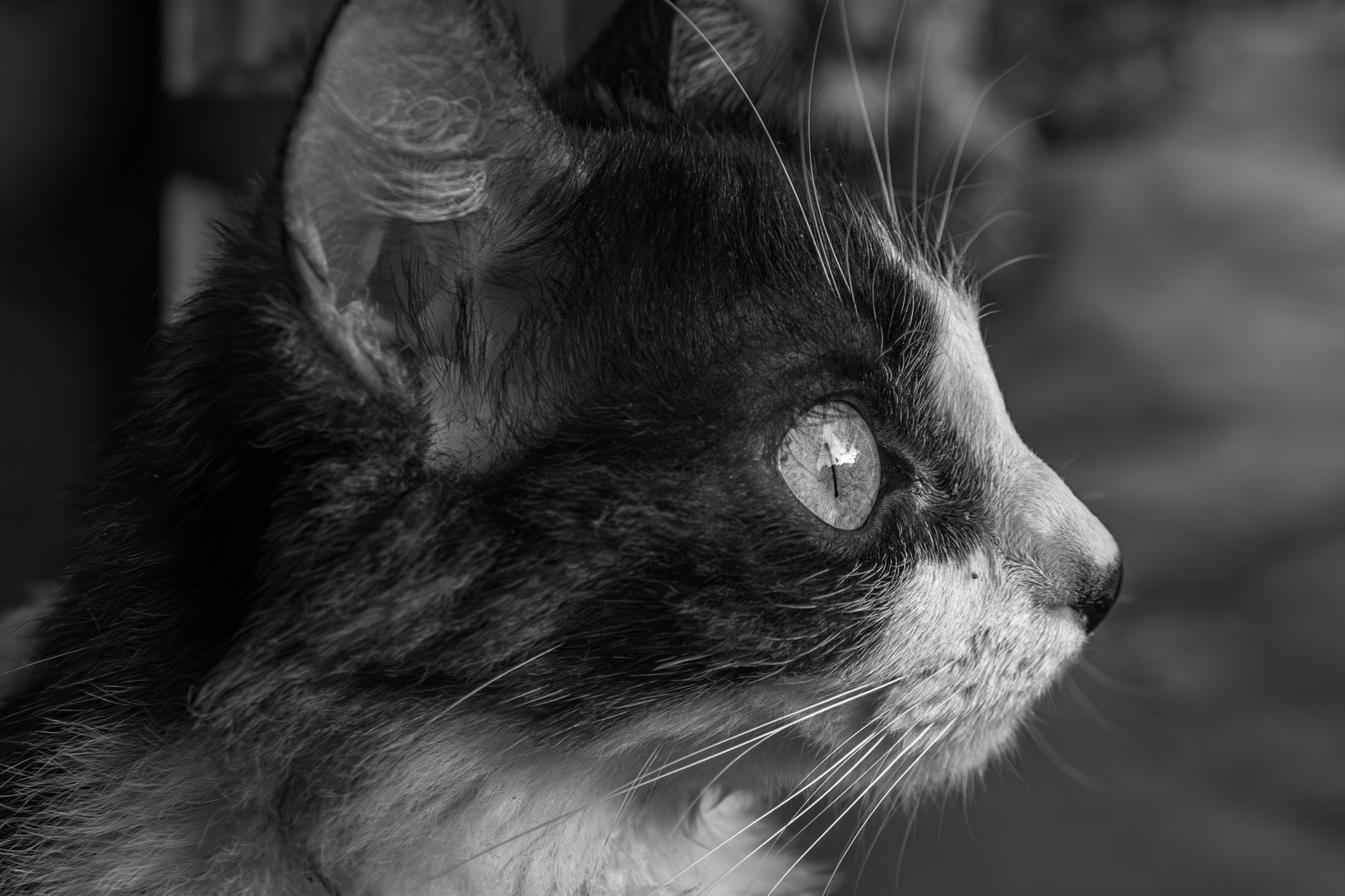 Veterinary care for a pet