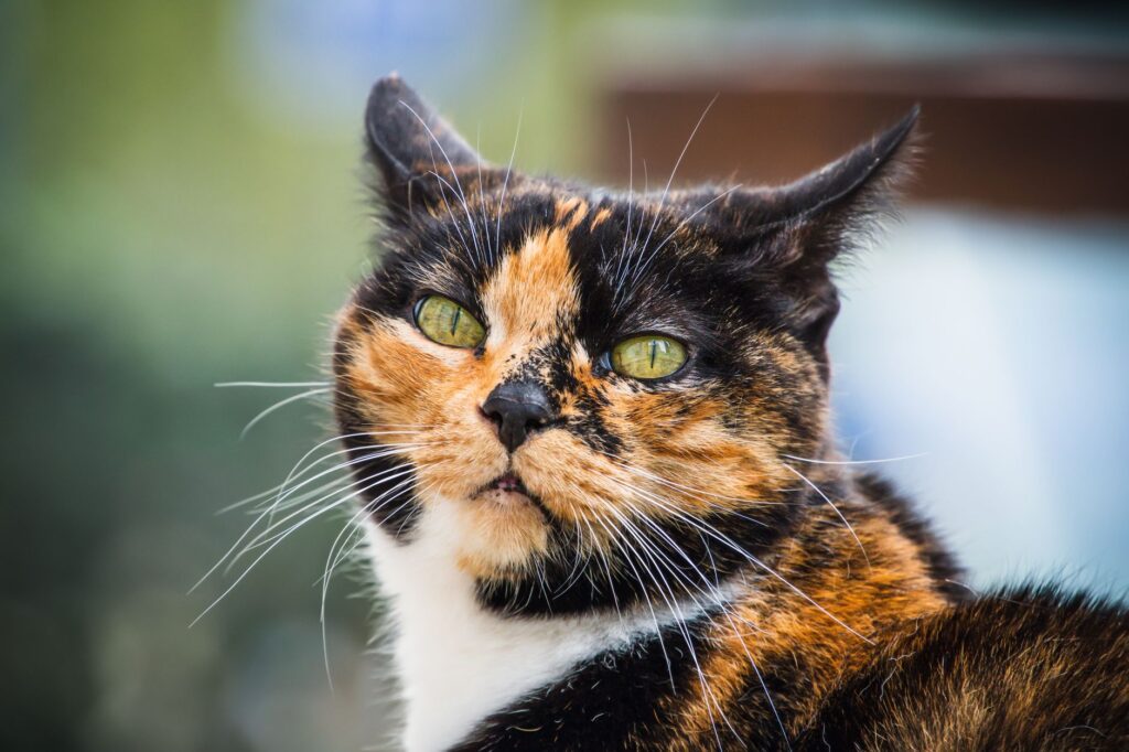 BUN Blood Test in Cats - What It Measures