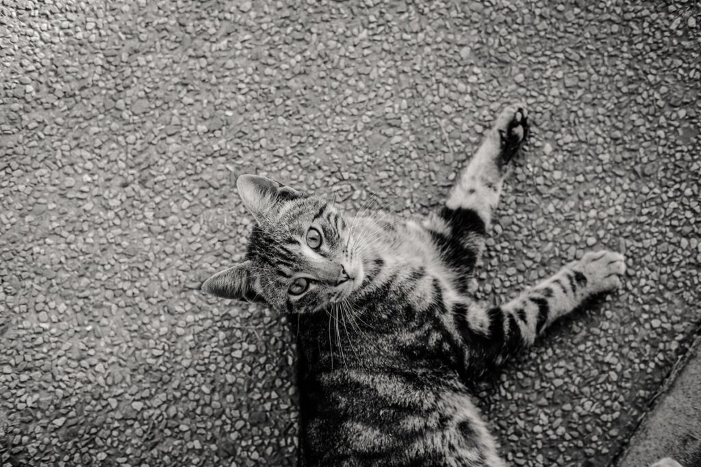bun in cats how to read and interpret the result