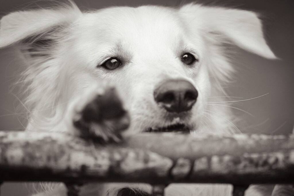 BUN vs Creatinine in Dogs - Which Matters More?