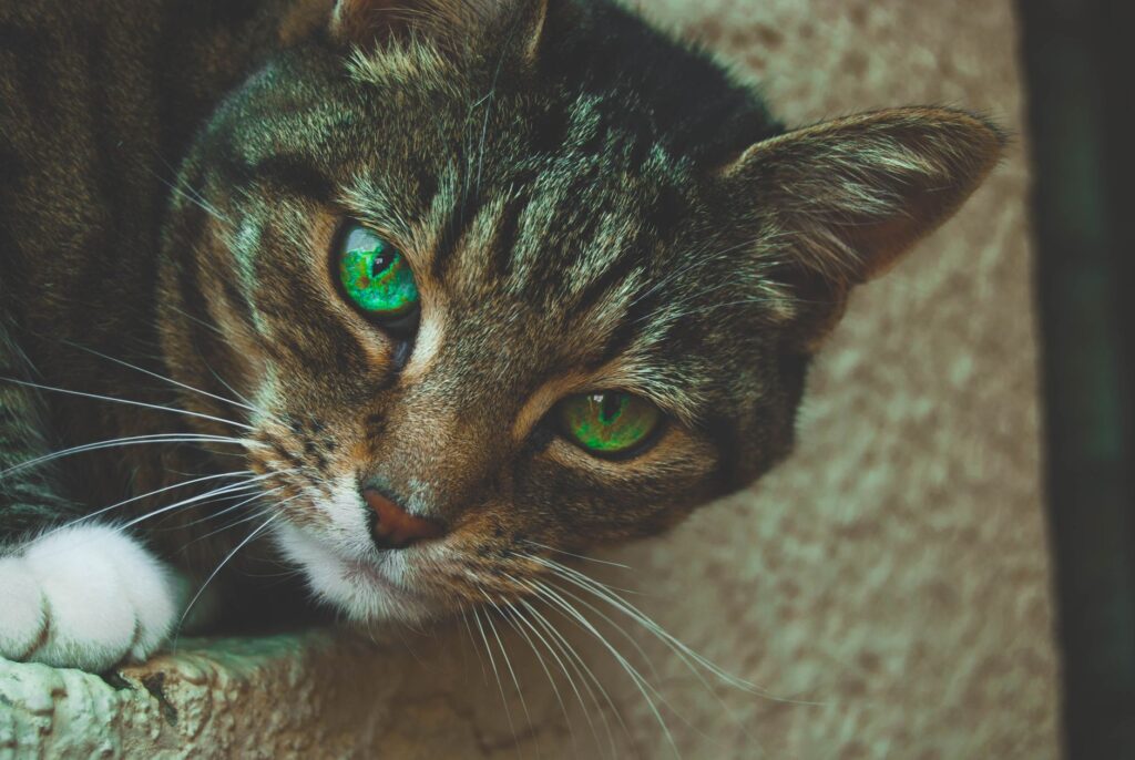 Calcium Blood Test in Cats - What It Measures