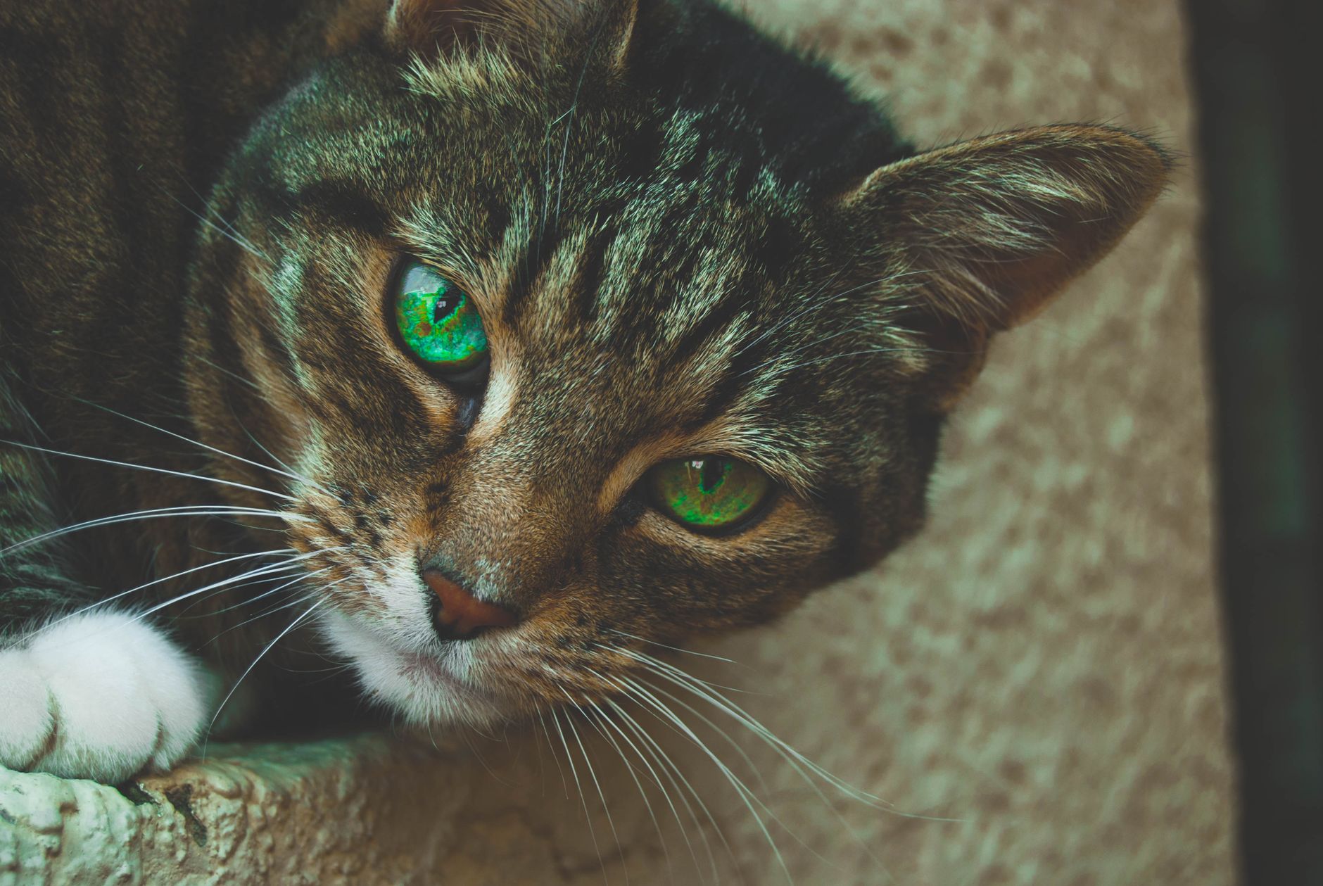 Veterinary care for a cat