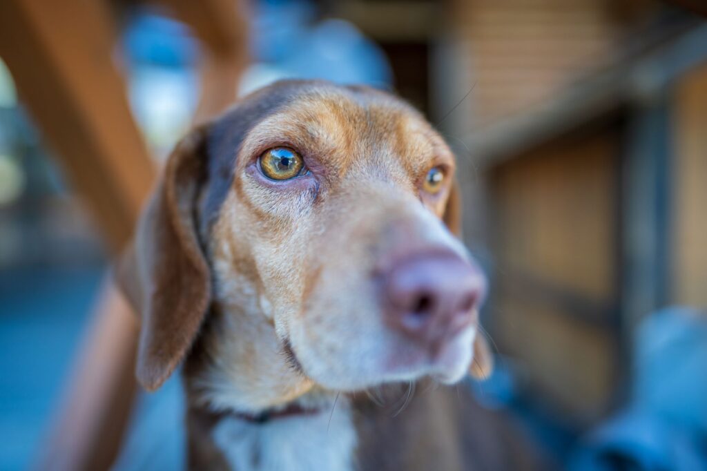 Calcium Blood Test in Dogs - What It Measures