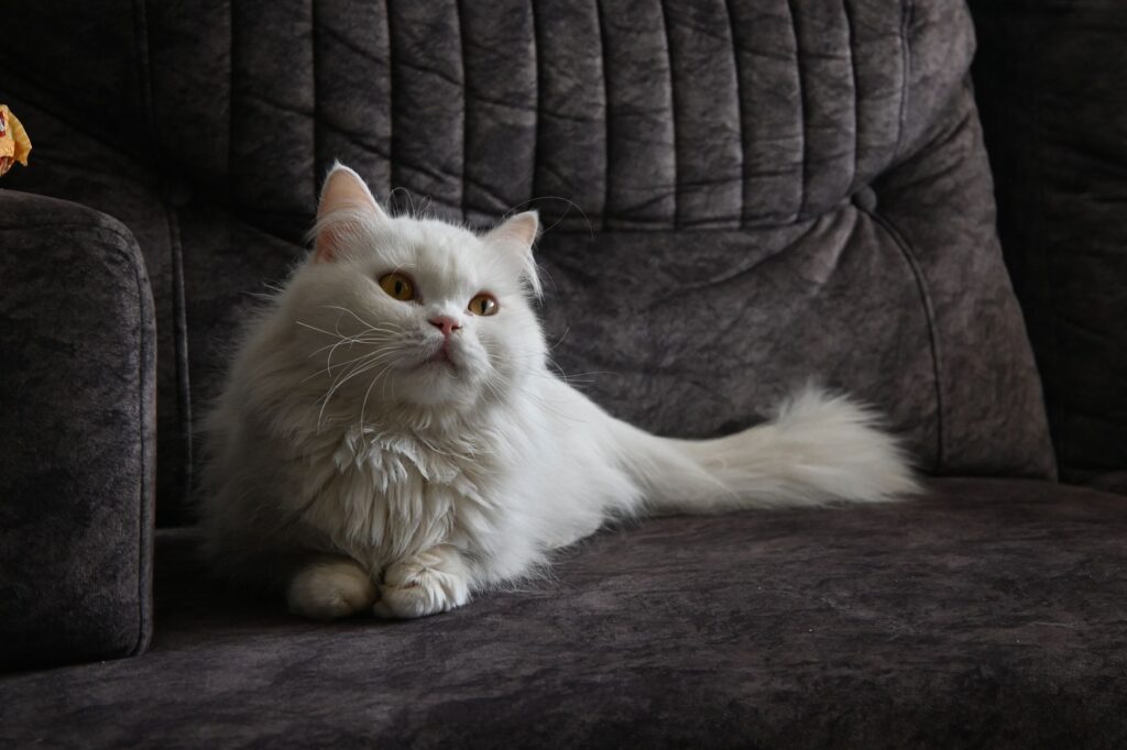 cat blood test after vaccination what changes