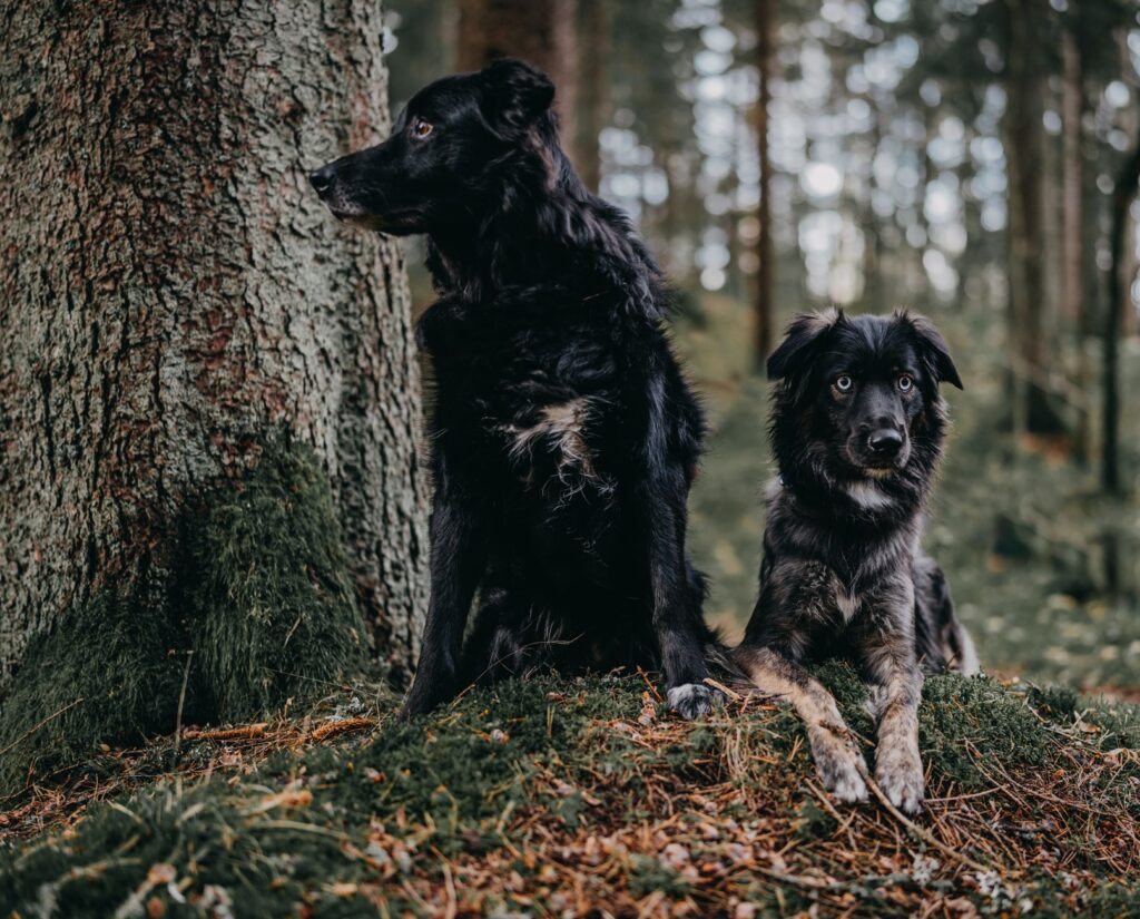 creatinine levels in puppies normal or not
