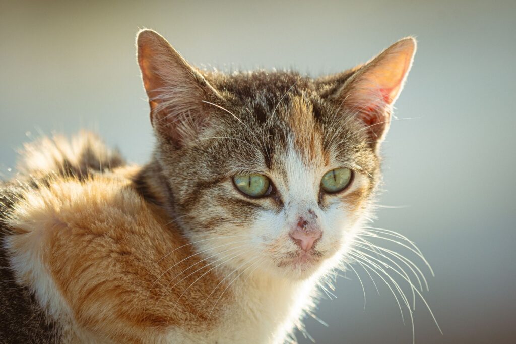 critical alp levels in cats emergency signs