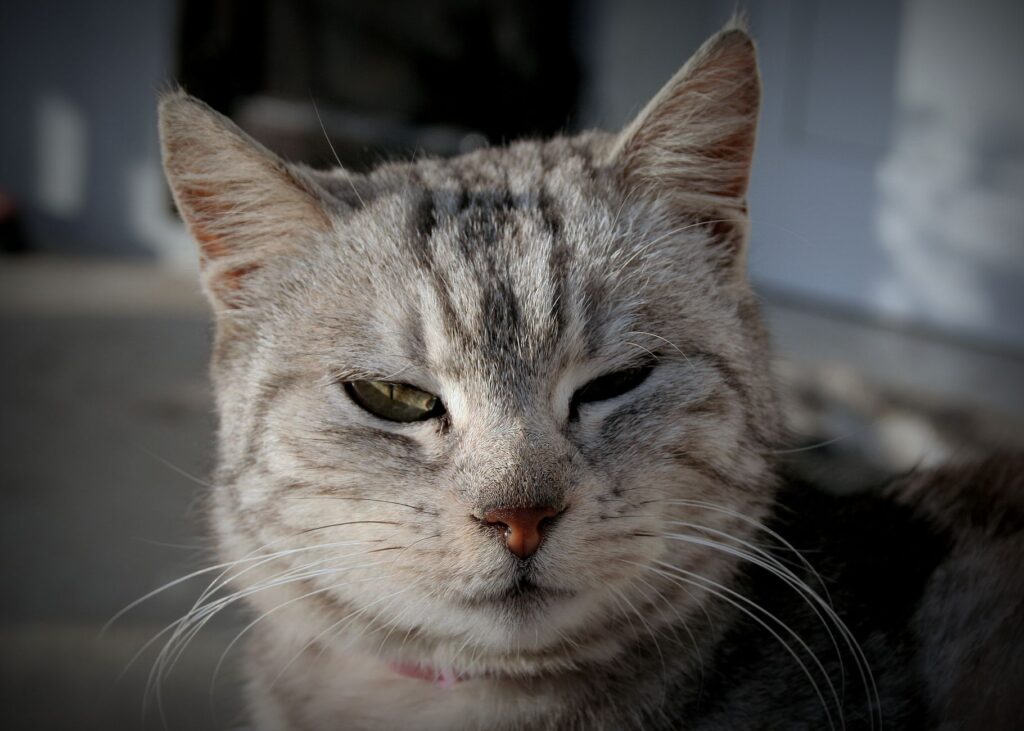 Dehydration and ALP Levels in Cats