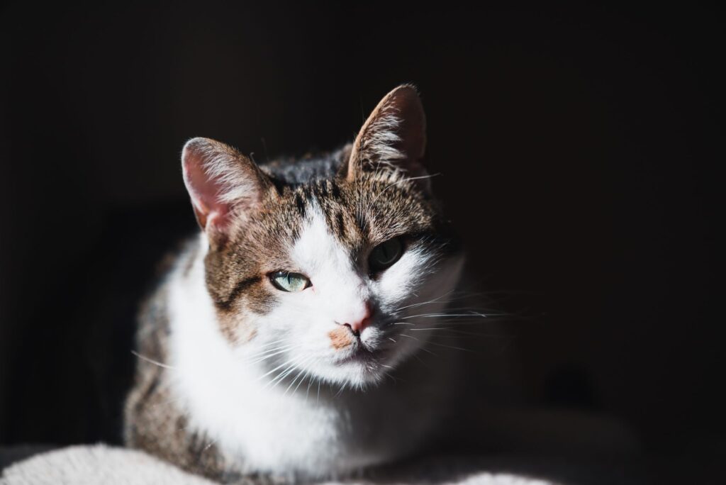 Dehydration and BUN Levels in Cats